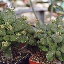 Pseudolithos caput-viperae