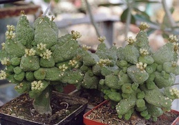 Pseudolithos caput-viperae