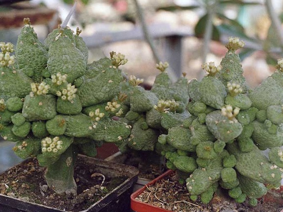 Pseudolithos caput-viperae