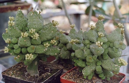 Pseudolithos caput-viperae