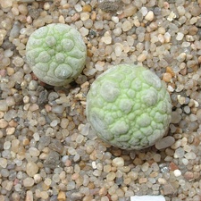 Pseudolithos migiurtinus