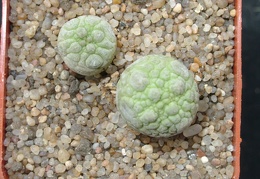 Pseudolithos migiurtinus