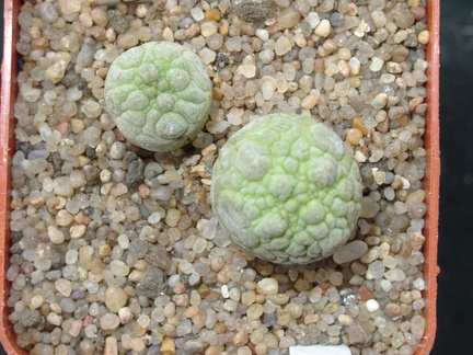 Pseudolithos migiurtinus