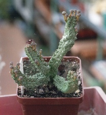 Pseudolithos dodsonianus