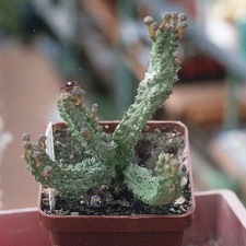 Pseudolithos dodsonianus