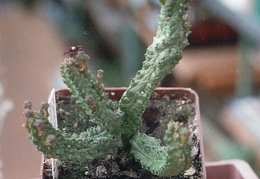 Pseudolithos dodsonianus