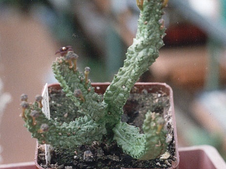 Pseudolithos dodsonianus