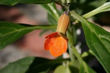 Pterodiscus aurantiacus