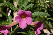 Pterodiscus eliottii