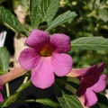 Pterodiscus_eliottii.jpg