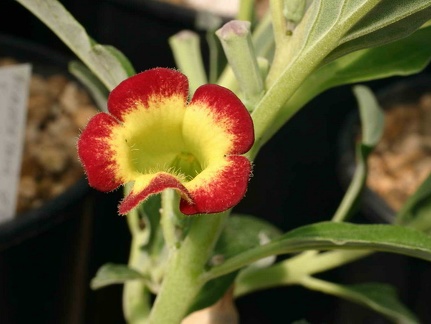 Pterodiscus ngamicus