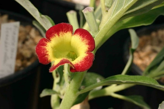 Pterodiscus ngamicus