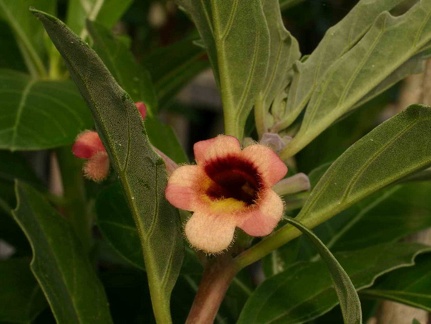 Pterodiscus ngamicus different field number