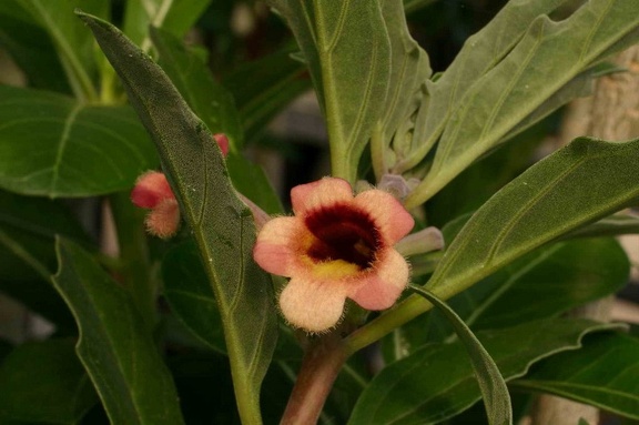 Pterodiscus ngamicus different field number