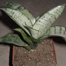 538px-Sansevieria trifasciata cv Silver Hahnii Iv