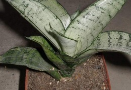 538px-Sansevieria trifasciata cv Silver Hahnii Iv