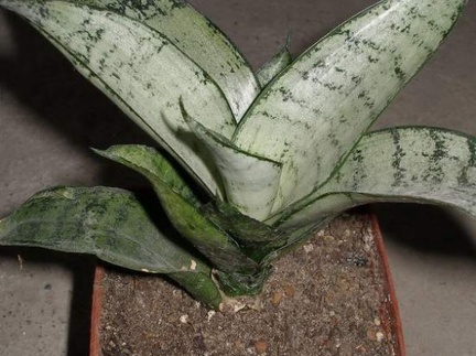 538px-Sansevieria trifasciata cv Silver Hahnii Iv