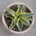 589px-Sansevieria trifasciata cv Golden Hahnii Iv