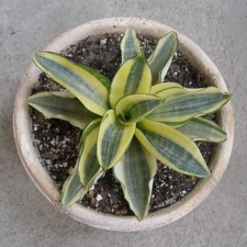 589px-Sansevieria trifasciata cv Golden Hahnii Iv