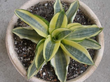589px-Sansevieria trifasciata cv Golden Hahnii Iv