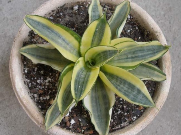 589px-Sansevieria trifasciata cv Golden Hahnii Iv