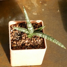 Sansevieria  Bonselensis