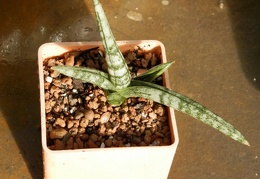 Sansevieria  Bonselensis