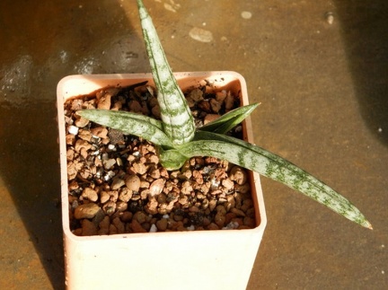 Sansevieria  Bonselensis