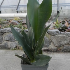 Sansevieria  cv Futura Black
