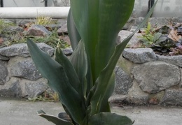 Sansevieria  cv Futura Black