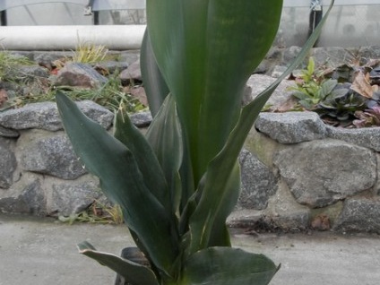 Sansevieria  cv Futura Black