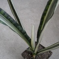 Sansevieria cv Bantel s Sensation Iv