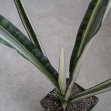 Sansevieria cv Bantel s Sensation Iv