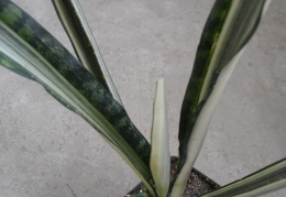 Sansevieria cv Bantel s Sensation Iv