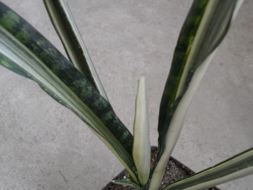 Sansevieria cv Bantel s Sensation Iv