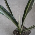 Sansevieria_cv_Bantel_s_Sensation_Iv.jpg