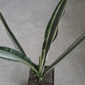 Sansevieria cv Bantels Sensation