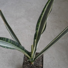 Sansevieria cv Bantels Sensation