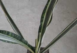 Sansevieria cv Bantels Sensation