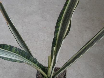 Sansevieria cv Bantels Sensation