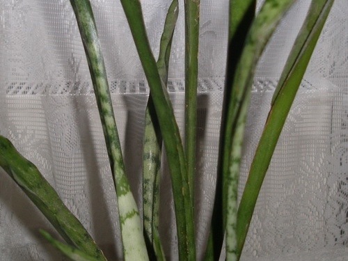 Sansevieria cv Silver Bush Silver Prince1
