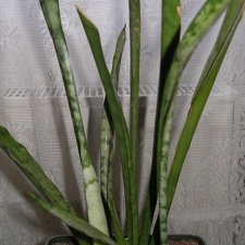 Sansevieria cv Silver Bush Silver Prince1