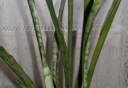 Sansevieria cv Silver Bush Silver Prince1