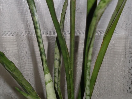 Sansevieria cv Silver Bush Silver Prince1