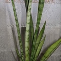 Sansevieria cv Silver Bush Silver Prince Iv
