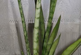 Sansevieria cv Silver Bush Silver Prince Iv