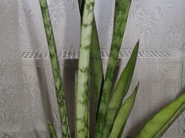 Sansevieria cv Silver Bush Silver Prince Iv