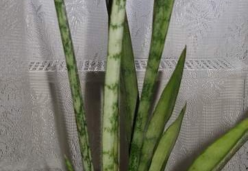 Sansevieria cv Silver Bush Silver Prince Iv (2034 відвідувань) Sansevieria cv Silver Bush Silver Prince Iv