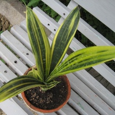 Sansevieria cv  Gold Flame Lez