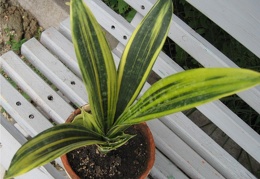 Sansevieria cv  Gold Flame Lez